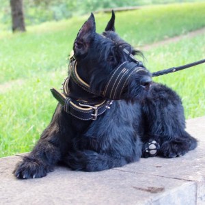 Петля для ризеншнауцера